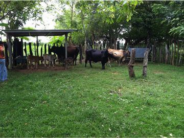 VENTA DE FINCA EN HERRERA, SECTOR OCU A ORILLA DE CARRETERA