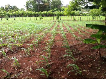 VENTA DE FINCA EN HERRERA, SECTOR OCU A ORILLA DE CARRETERA