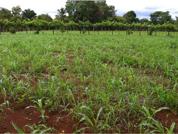 VENTA DE FINCA EN HERRERA, SECTOR OCU A ORILLA DE CARRETERA