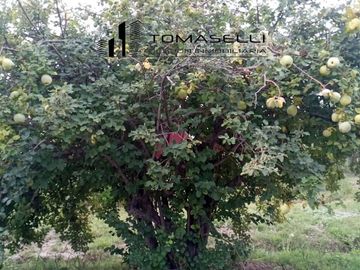 VENTA - FINCA CON CASA Y PLANTACION- RAMA CAIDA - MENDOZA