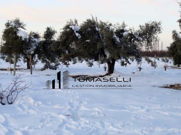 VENTA - FINCA CON CASA Y PLANTACION- RAMA CAIDA - MENDOZA