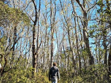 Parcela en Venta en Pelluhue
