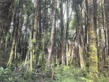 Agrícola en Venta en Parque Nacional Alerce Costero