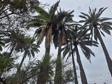 Sitio en Venta en SECTOR EL CUARZO/ OCOA
