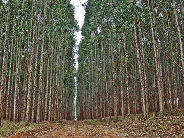 Agrícola en Venta en Río Blanco