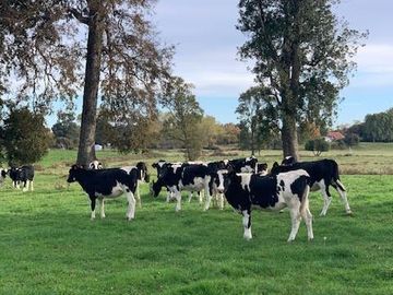 Agrícola en Venta en Chahuilco