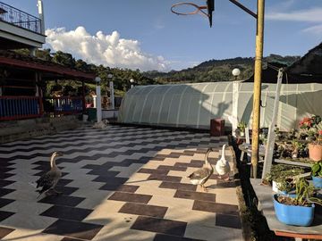 VENTA de FINCAS en FREDONIA