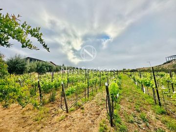 Rancho Vinícola en Venta