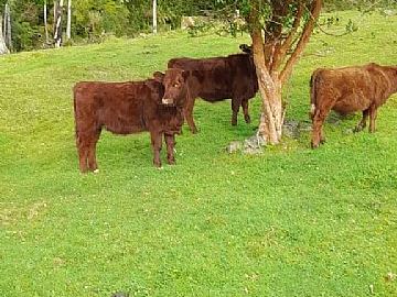 FIORDO QUEULAT 100HA