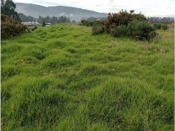 VENDO LOTE COMERCIAL. AREA 52.000 m2. COGUA VA UBATÈ