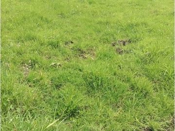 VENDO HERMOSO LOTE 3 FANEGADAS Y MEDIA PLANAS COGUA RODAMONTAL