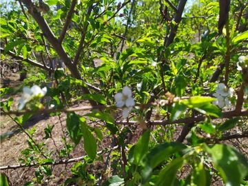 VENDE LOTE CON BODEGUITA Y CULTIVO DURAZNOS SOTAQUIR BOYACA