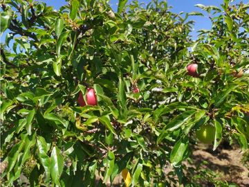 VENDE LOTE CON BODEGUITA Y CULTIVO DURAZNOS SOTAQUIR BOYACA