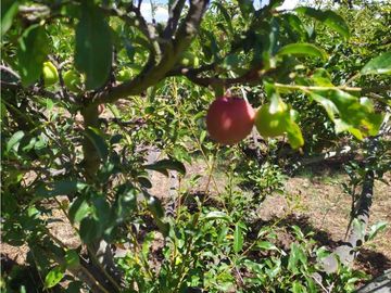 VENDE LOTE CON BODEGUITA Y CULTIVO DURAZNOS SOTAQUIR BOYACA