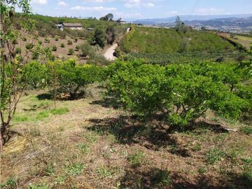VENDE LOTE CON BODEGUITA Y CULTIVO DURAZNOS SOTAQUIR BOYACA