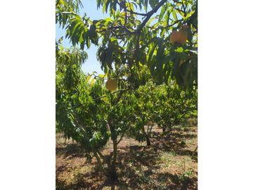 VENDE LOTE CON BODEGUITA Y CULTIVO DURAZNOS SOTAQUIR BOYACA