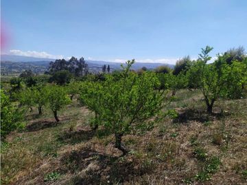 VENDE LOTE CON BODEGUITA Y CULTIVO DURAZNOS SOTAQUIR BOYACA