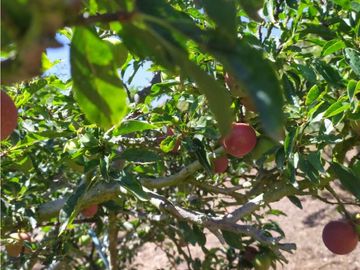 VENDE LOTE CON BODEGUITA Y CULTIVO DURAZNOS SOTAQUIR BOYACA