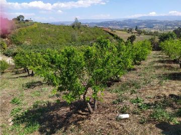 VENDE LOTE CON BODEGUITA Y CULTIVO DURAZNOS SOTAQUIR BOYACA