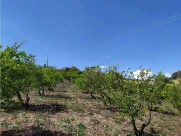 VENDE LOTE CON BODEGUITA Y CULTIVO DURAZNOS SOTAQUIR BOYACA