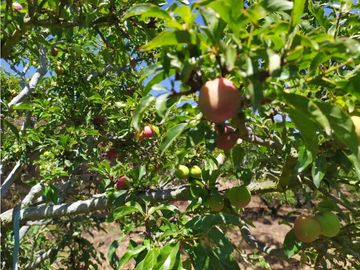 VENDE LOTE CON BODEGUITA Y CULTIVO DURAZNOS SOTAQUIR BOYACA