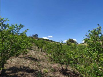VENDE LOTE CON BODEGUITA Y CULTIVO DURAZNOS SOTAQUIR BOYACA