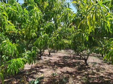 VENDE LOTE CON BODEGUITA Y CULTIVO DURAZNOS SOTAQUIR BOYACA
