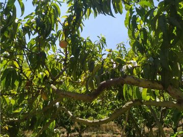 VENDE LOTE CON BODEGUITA Y CULTIVO DURAZNOS SOTAQUIR BOYACA