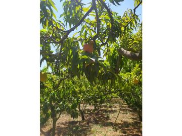 VENDE LOTE CON BODEGUITA Y CULTIVO DURAZNOS SOTAQUIR BOYACA