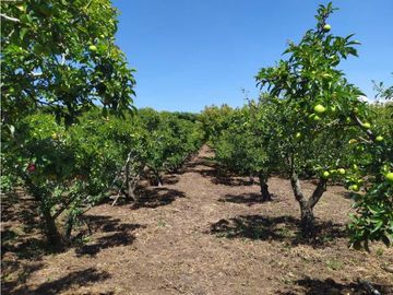 VENDE LOTE CON BODEGUITA Y CULTIVO DURAZNOS SOTAQUIR BOYACA