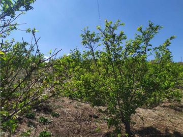 VENDE LOTE CON BODEGUITA Y CULTIVO DURAZNOS SOTAQUIR BOYACA
