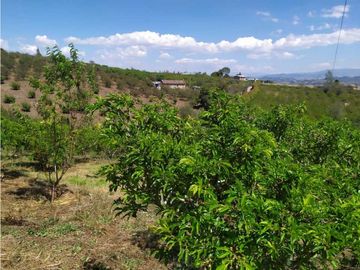 VENDE LOTE CON BODEGUITA Y CULTIVO DURAZNOS SOTAQUIR BOYACA