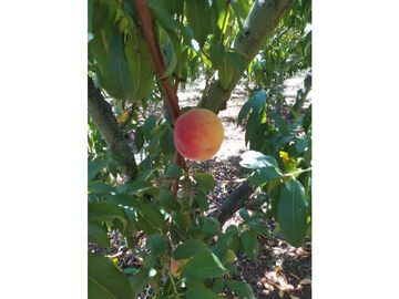 VENDE LOTE CON BODEGUITA Y CULTIVO DURAZNOS SOTAQUIR BOYACA