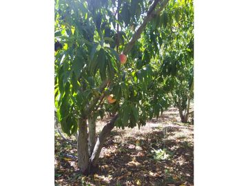 VENDE LOTE CON BODEGUITA Y CULTIVO DURAZNOS SOTAQUIR BOYACA