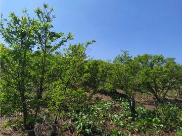 VENDE LOTE CON BODEGUITA Y CULTIVO DURAZNOS SOTAQUIR BOYACA