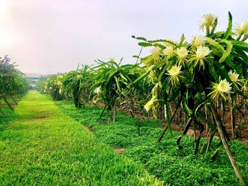 VENDO TERRENO RURAL PARA CASA DE CAMPO EN HUARAL - A PRECIO DE OCASION