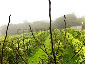 VENDO TERRENO RURAL PARA CASA DE CAMPO EN HUARAL - A PRECIO DE OCASION