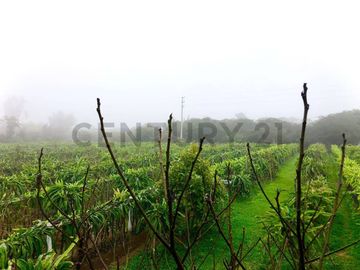 VENDO TERRENO RURAL PARA CASA DE CAMPO EN HUARAL - A PRECIO DE OCASION