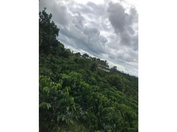 SE VENDE FINCA EN KM 2 VA ARMENIA- MONTENEGRO, QUINDIO