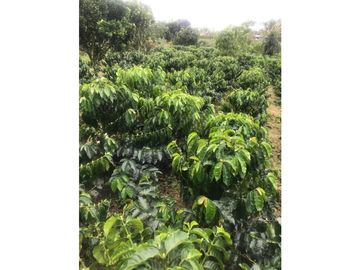 SE VENDE FINCA EN KM 2 VA ARMENIA- MONTENEGRO, QUINDIO
