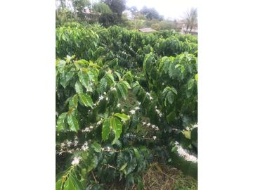 SE VENDE FINCA EN KM 2 VA ARMENIA- MONTENEGRO, QUINDIO