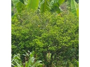 SE VENDE ESPECTACULAR FINCA EN CONJUNTO CERRAD SECTOR LA MANUELA