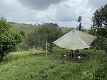 VENTA FINCA FILANDIA QUINDIO