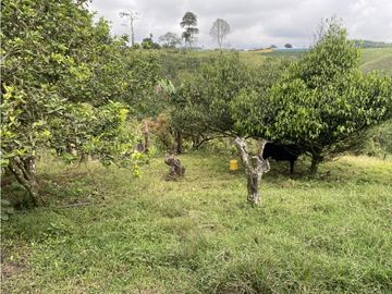 VENTA FINCA FILANDIA QUINDIO