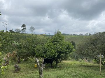 VENTA FINCA FILANDIA QUINDIO