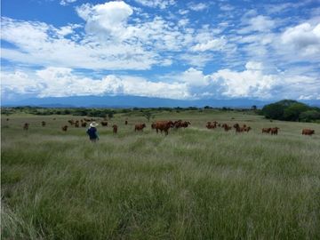 Venta Finca en Saldaña, 272 ha, planas!