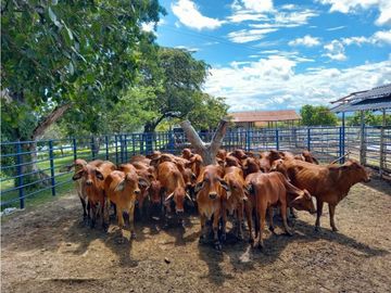 Venta Finca en Saldaña, 272 ha, planas!