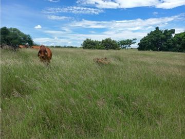 Venta Finca en Saldaña, 272 ha, planas!