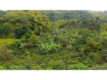 FINCA