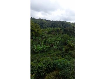 FINCA